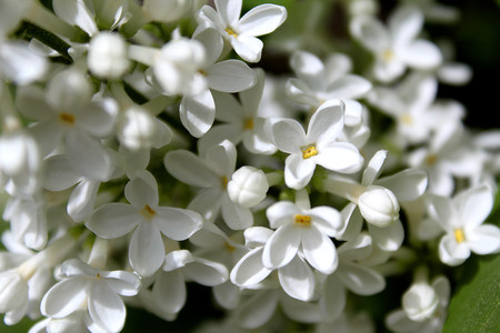 beautiful branch of white lilac in the sunlightの写真素材