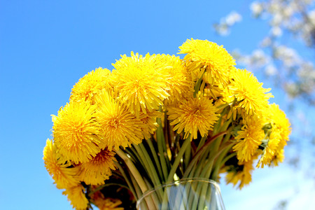 bouquet of dandelions against the blue skyの写真素材
