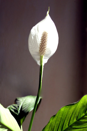 flower spathiphyllum bloom on the windowsillの写真素材