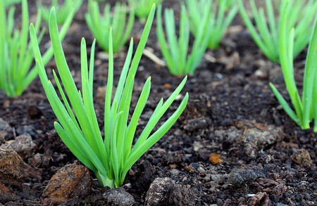 green onionsの写真素材