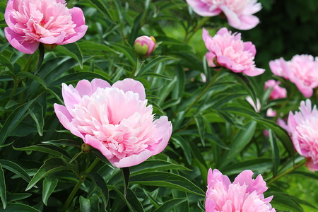 large light pink buds of a peony flower in summerの写真素材