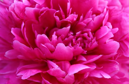 large bright pink buds of a peony flower in summerの写真素材