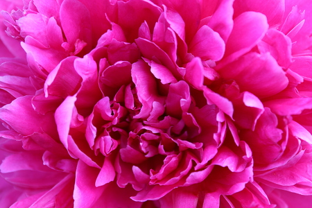 large bright pink buds of a peony flower in summerの写真素材