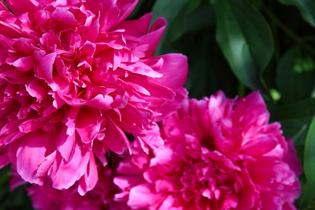 large bright pink buds of a peony flower in summerの写真素材