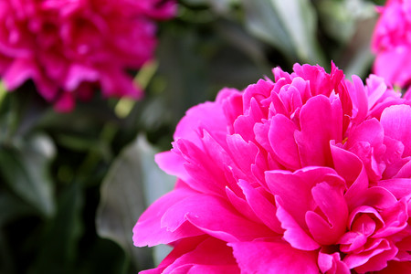 large bright pink buds of a peony flower in summerの写真素材