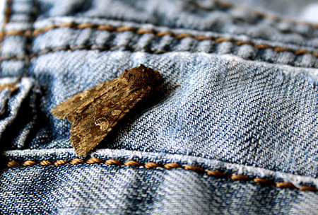 the mole is sitting on jeans clothesの写真素材