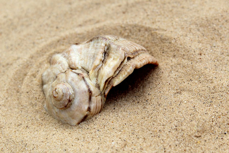 seashells lie on the shore on yellow sand