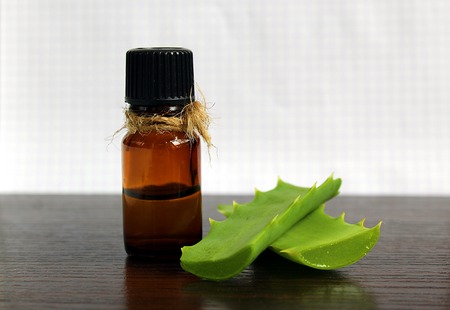 the medicinal plant grows at home on the windowsill of aloeの写真素材