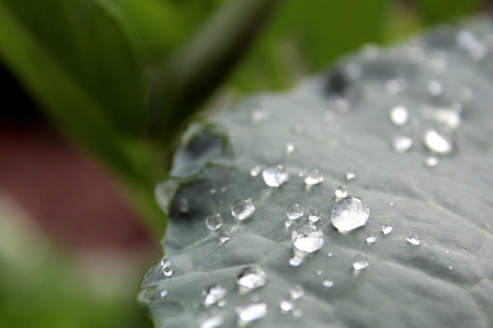 drops of water after a rain on a cabbage leafの写真素材