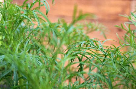 green juicy grass growing in the summerの写真素材