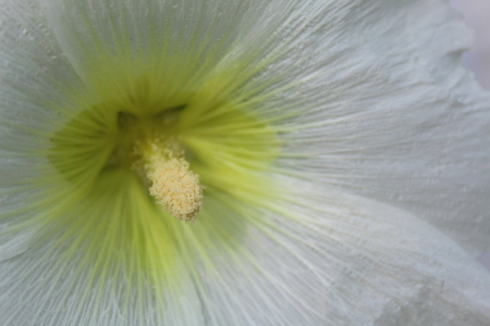 texture white flowerの写真素材