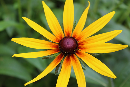 yellow flower on a green summer backgroundの写真素材
