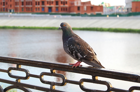 the city pigeon sits on the railing and waits for him to throw his foodの写真素材