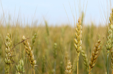 field with ears of barleyの写真素材