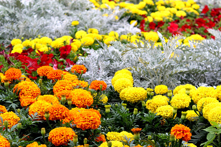 field flowers of marigolds of different colorsの写真素材