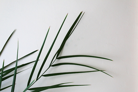 background of green leavesの写真素材