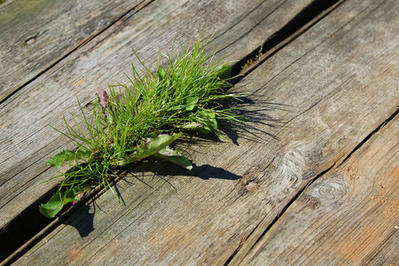 the grass grows no matter what between the boards