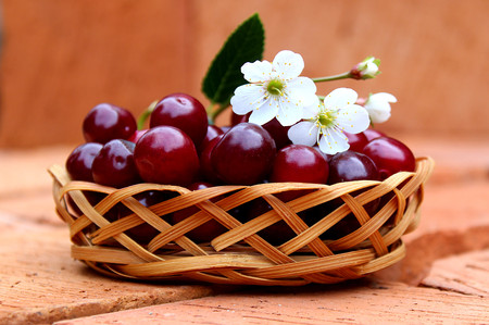 cherry ripe juicy with a flower in the basketの写真素材