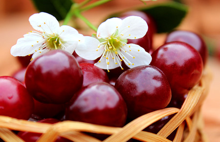cherry ripe juicy with a flower in the basketの写真素材