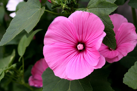 pink flower laveter close-up of flowers on a flower bedの写真素材