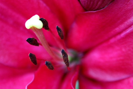 stamen and pestle of a red lily closeupの写真素材