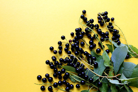 berries bird cherry clusters on a yellow background
