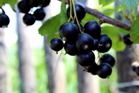 Black currant bush with green leaves in summer