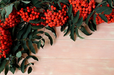 branches of red mountain ash ripened by autumnの写真素材