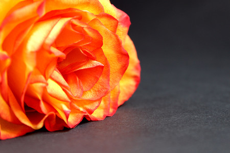 yellow rose with red edgesの写真素材