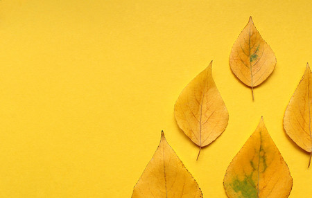 Yellow autumn leaves on a yellow backgroundの写真素材