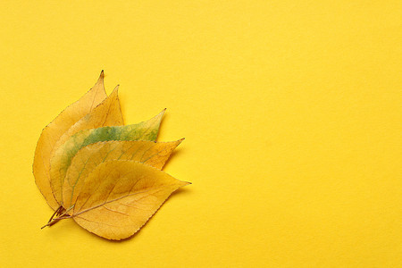 Yellow autumn leaves on a yellow backgroundの写真素材