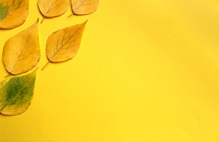 Yellow autumn leaves on a yellow backgroundの写真素材