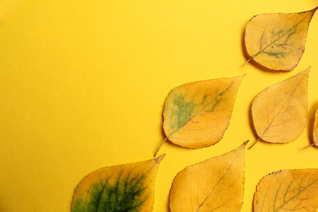 Yellow autumn leaves on a yellow backgroundの写真素材