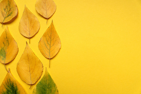 Yellow autumn leaves on a yellow backgroundの写真素材