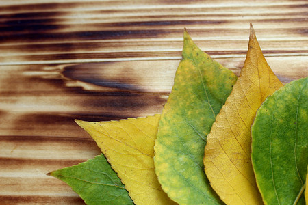 texture yellow autumn leaves on a wooden backgroundの写真素材