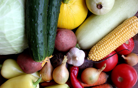 picked up fresh autumn harvest of vegetables from the bedsの写真素材