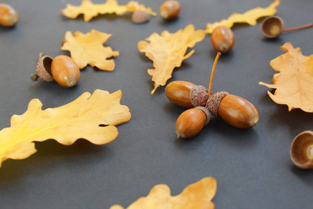 oak leaves and acorns with a hat
