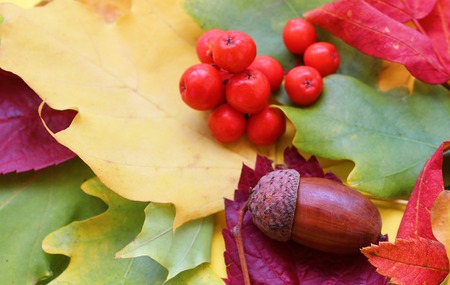 background oak leaves and rowan berriesの写真素材