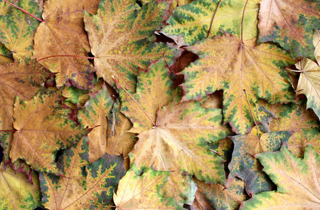 maple leaves