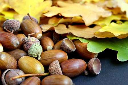 oak leaves and acorns with a hat