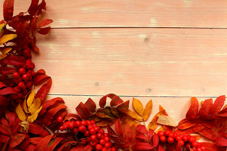red rowan with red leaves in autumnの写真素材