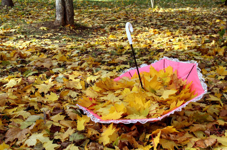 Red rose petals scattered on a blue backgroundの写真素材
