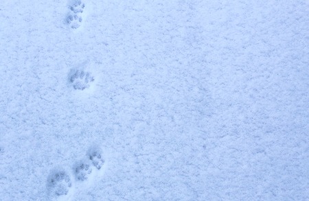 traces of cat feet on freshly fallen snowの写真素材
