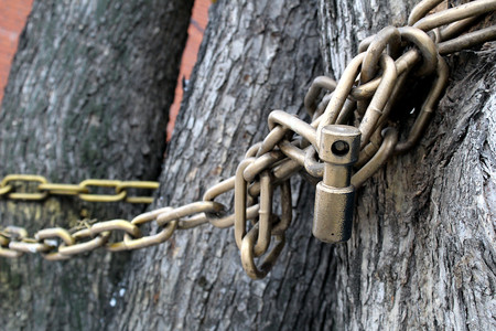 the tree is entwined with a large chain and lockedの写真素材