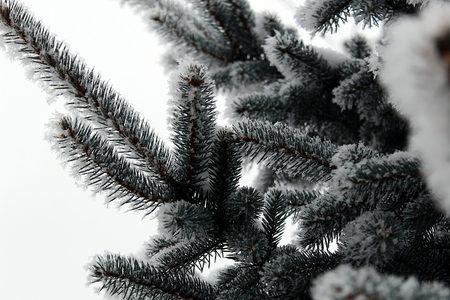 Spruce branches sprinkled with snow stand in winterの写真素材