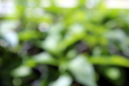 Texture blurred background lush green colors backgroundの写真素材