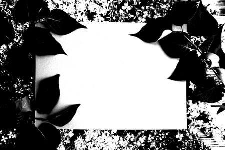 Texture frame of leavesの写真素材