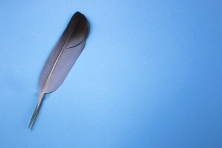 Feather from a bird lies on a blue background