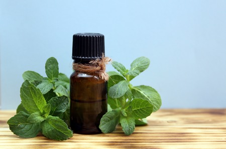Sprig of mint on the tableの写真素材