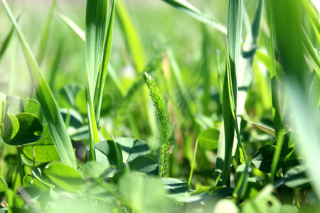 Green summer day